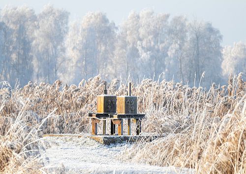 Winter contrast: Rusty sluice in frozen reeds