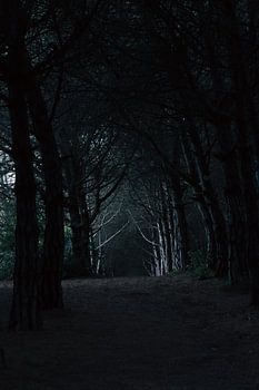 La forêt abandonnée