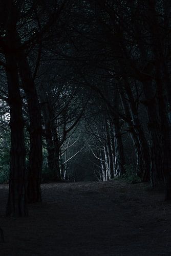 The abandoned forest