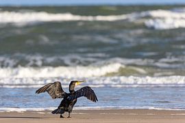 Cormoran huppé (Phalacrocorax carbo)