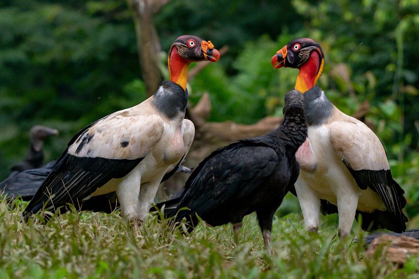 Koningsgier by Merijn Loch
