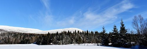 Een besneeuwd naaldbos onder een blauwe hemel