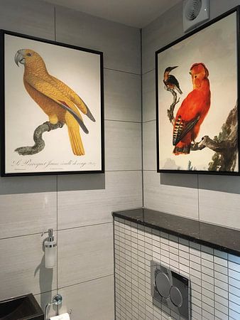 Oranje rotshaan en een ijsvogel (na 1730-voor 1792), Aert Schouwman