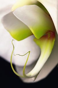 Orchidée sur Falko Follert