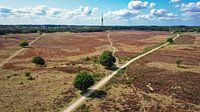 Hilversumse heide