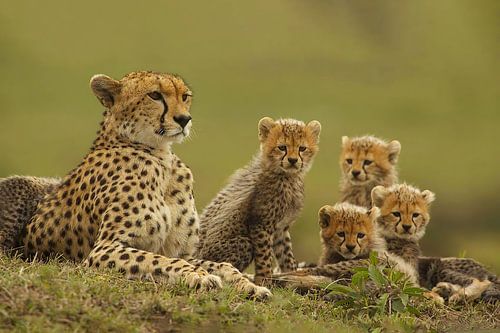 Cheetah with 4 cubs in Africa