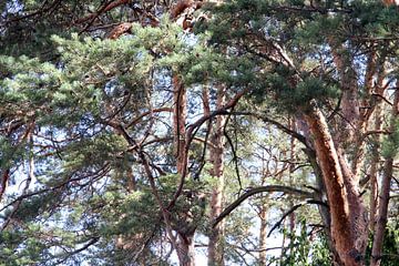 Pine forest in summer