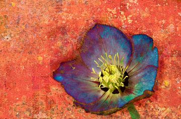 Helleborus flower by Corinne Welp