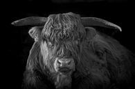 Zwart wit portret van een Schotse hooglander van 7.2 Photography thumbnail