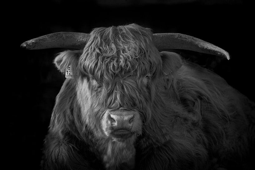 Zwart wit portret van een Schotse hooglander van 7.2 Photography