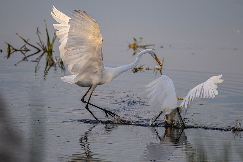 Zwei kämpfende Weißreiher im schönen Abendlicht. von Brian Morgan
