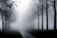 Bomen in de mist - Mistige taferelen