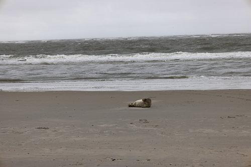 Foto's van een grijze zeehond op het strand van Langeoog.