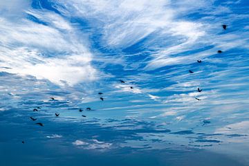 Oiseaux dans le ciel sur Thomas Heitz