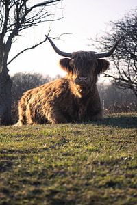 Schotse Hooglander rust uit van Thom Brouwer