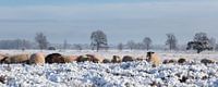 Besneeuwd heide landschap.