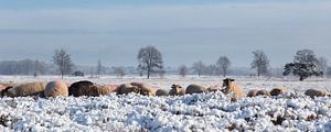 Paysage de landes couvertes de neige.