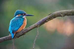 Eisvogel