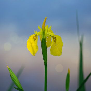 Gele lis - bloem aan de waterkant