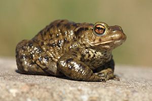 Crapaud commun (Bufo bufo)