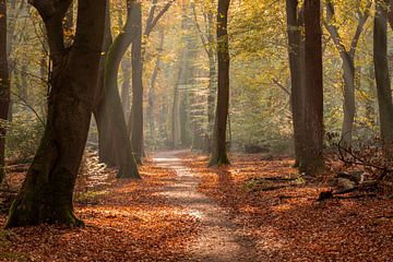 Forêt d'automne sur Jan van der Wolf