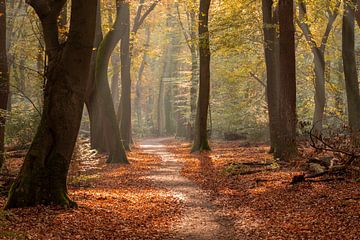 Herfstbos van Jan van der Wolf