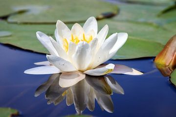 Witte waterlelie in het water met reflectie van Dennis van de Water