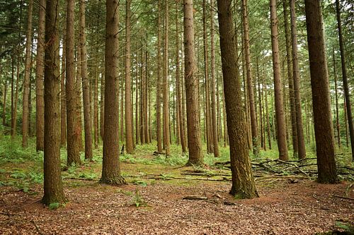 Veel bomen von Wendy Klaver