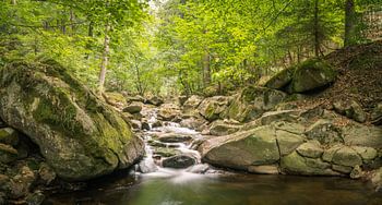Romantischer Bach im Harz Nationalpark