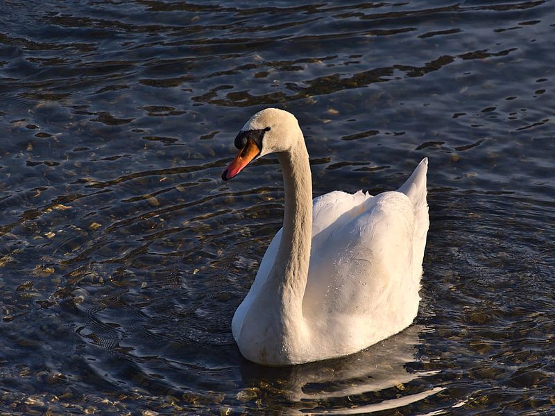 Anmutiger weißer Schwan auf der Donau im Abendlicht von Timon Schneider