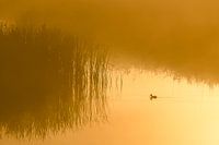 slobeend in de mist, Ente im Nebel, duck in the fog