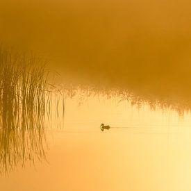 pelletier dans le brouillard, Ente im Nebel, canard dans le brouillard sur Monika Wolters