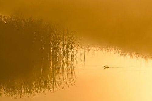 Schaufler im Nebel, Ente im Nebel, Ente im Nebel