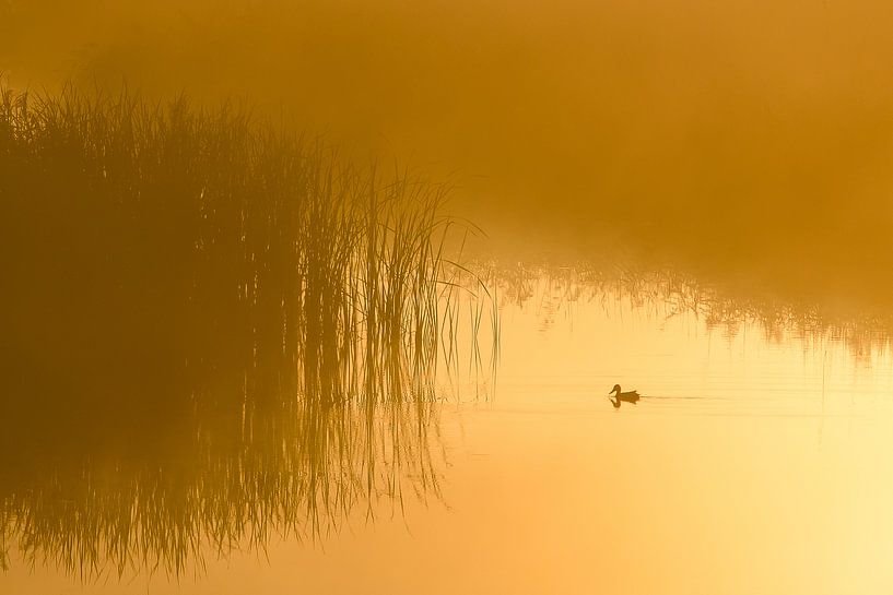 pelletier dans le brouillard, Ente im Nebel, canard dans le brouillard par Monika Wolters