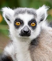 Ring-tailed Lemur