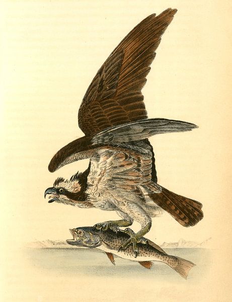 Havik, Common Osprey, Fish Hawk., Audubon, John James, 1785-1851 van Liszt Collection