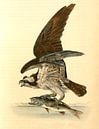 Havik, Common Osprey, Fish Hawk., Audubon, John James, 1785-1851 van Liszt Collection thumbnail