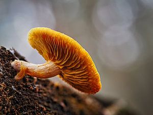 Mushroom from below by Fokko Muller