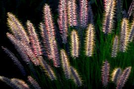 GRÄSER 1 von Miroslav Ptacek