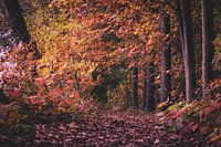 herfstkleuren