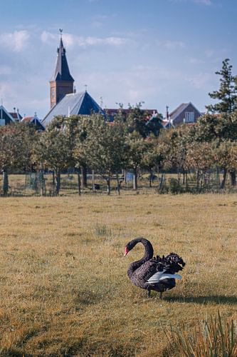 Un cygne noir près de la petite église du village