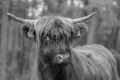 Schotse Hooglander portret
