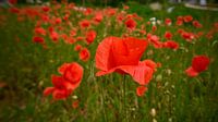 Les coquelicots