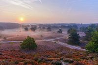 Brunssummerheide op z'n mooist!