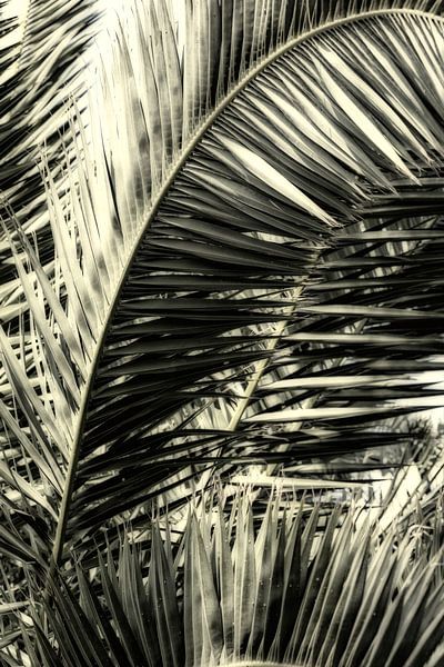 Palmblad van Uwe Merkel