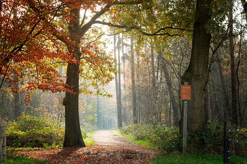 Into the Light by Tashina van Zwam