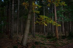 Lumière d'automne dans la forêt (4) sur Bo Scheeringa Photography