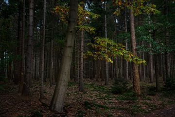 Herfstlicht in het bos (4) van Bo Scheeringa Photography