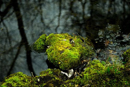 Mit leuchtend grünem Moos bewachsener Stein in einem Teich mit dunklem Wasser