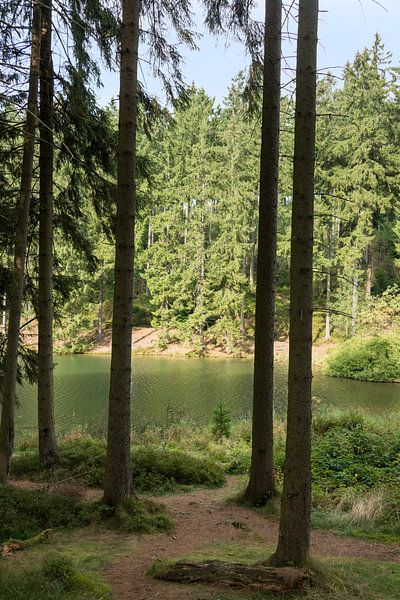 trees and waterpond in the Harz by ChrisWillemsen